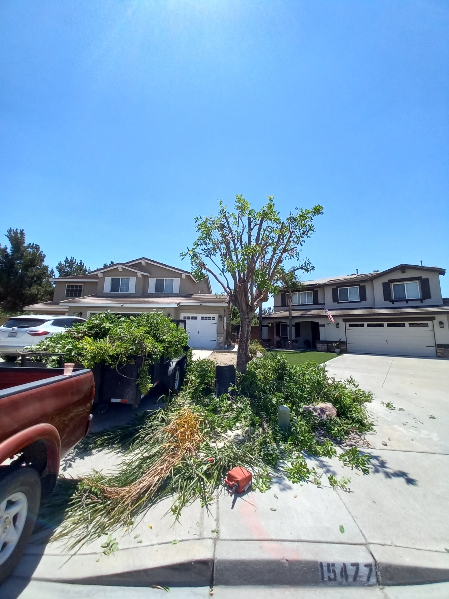 Marco Tree Services Image